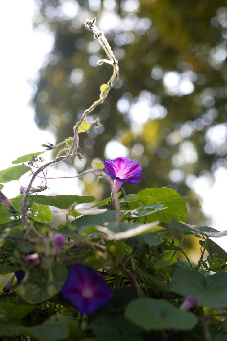 Morning glory is in its glory in September. See more in It